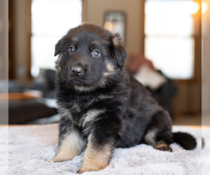 German Shepherd Dog Puppy for sale in BIG LAKE, MN, USA