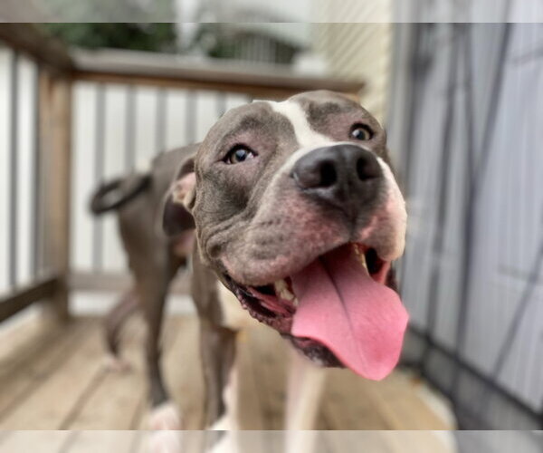 Medium Photo #15 American Bulldog-Unknown Mix Puppy For Sale in St. Louis Park, MN, USA