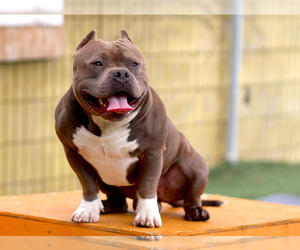 Father of the American Bully puppies born on 10/29/2021
