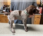 Small Photo #4 German Shorthaired Pointer Puppy For Sale in ALBEMARLE, NC, USA