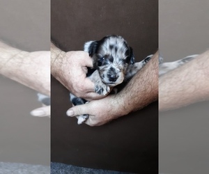 Australian Shepherd Puppy for sale in HUTCHINSON, KS, USA