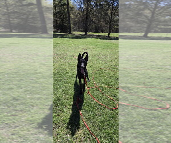 Medium Photo #4 Mutt Puppy For Sale in Imlay City, MI, USA