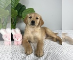 Small Photo #6 Golden Retriever Puppy For Sale in FRANKLIN, IN, USA