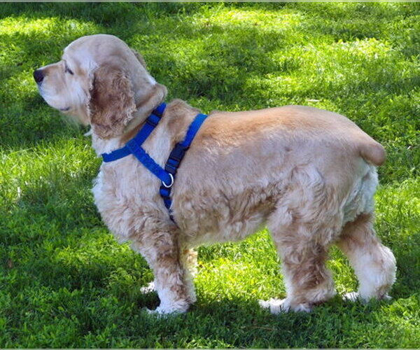 Medium Photo #5 Cocker Spaniel Puppy For Sale in Arlington, VA, USA
