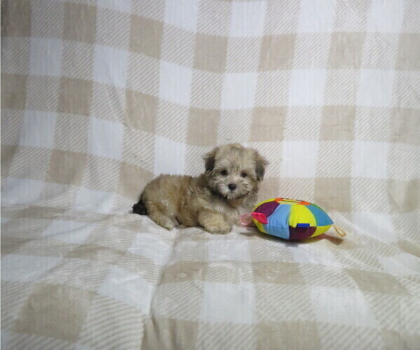 Medium Photo #4 Morkie Puppy For Sale in COOKEVILLE, TN, USA