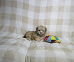 Small #3 Morkie