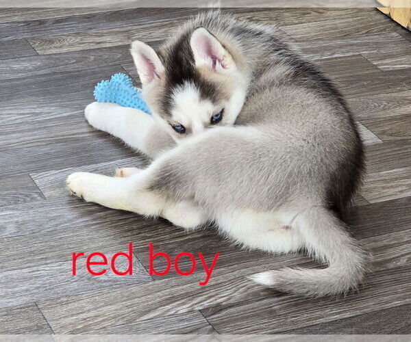 Medium Photo #10 Siberian Husky Puppy For Sale in KING GEORGE, VA, USA