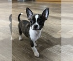 Puppy Scarlet Chihuahua