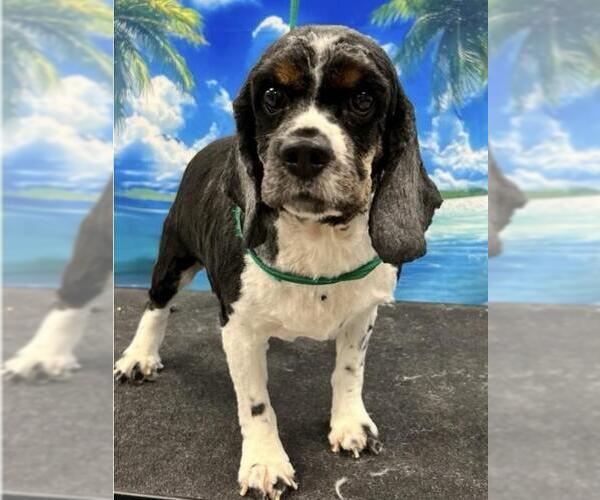 Medium Photo #1 Cocker Spaniel Puppy For Sale in Westminster, MD, USA
