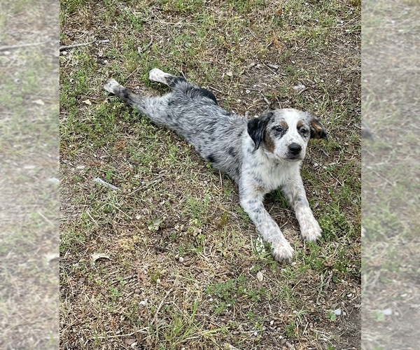 Medium Photo #1 Texas Heeler Puppy For Sale in EUFAULA, OK, USA