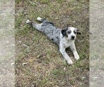 Small Photo #1 Texas Heeler Puppy For Sale in EUFAULA, OK, USA