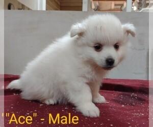 Miniature American Eskimo Puppy for sale in LITTLE FALLS, MN, USA