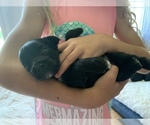 Small Photo #8 Aussie-Poo Puppy For Sale in ODIN, IL, USA