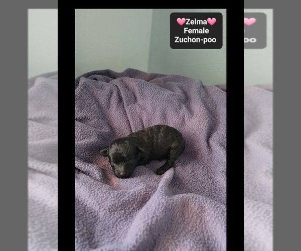Medium Photo #3 Poodle (Toy)-Zuchon Mix Puppy For Sale in TUCSON, AZ, USA