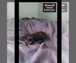 Small #2 Poodle (Toy)-Zuchon Mix