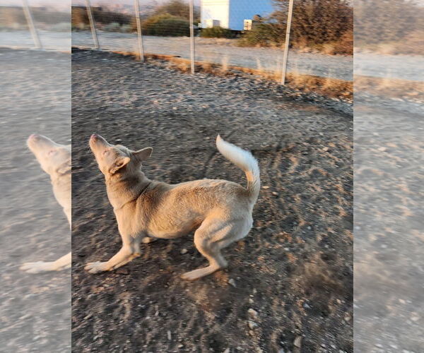 Medium Photo #3 Australian Kelpie-Labrador Retriever Mix Puppy For Sale in Marina Del Rey, CA, USA