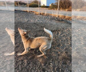 BARBIE - Female Australian Kelpie-Labrador Retriever Mix Dog for Adoption - Photo #3