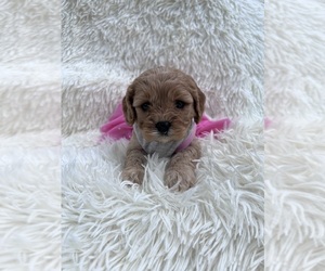 Yorkshire Terrier Puppy for sale in JEFFERSONVILLE, IN, USA