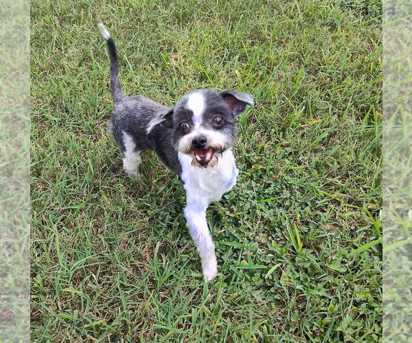 Medium Photo #2 Shih Tzu-Unknown Mix Puppy For Sale in New York, NY, USA