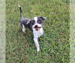 Small #1 Shih Tzu Mix