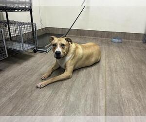 Labrador Retriever-Unknown Mix Dogs for adoption in Pasadena, CA, USA