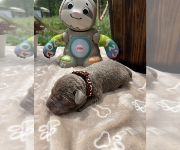 Medium Photo #4 Labrador Retriever Puppy For Sale in NEOLA, WV, USA