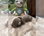 Small #3 Labrador Retriever