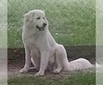 Small Photo #3 Great Pyrenees Puppy For Sale in Spring, TX, USA