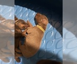 Small #8 Doberman Pinscher