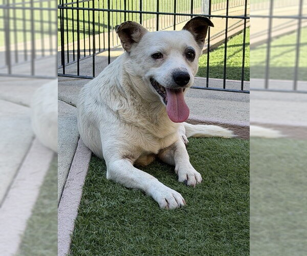 Medium Photo #3 Chihuahua-Parson Russell Terrier Mix Puppy For Sale in Sacramento, CA, USA