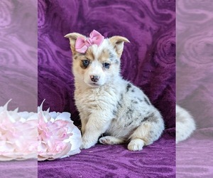 Pembroke Welsh Corgi Puppy for sale in GLEN ROCK, PA, USA