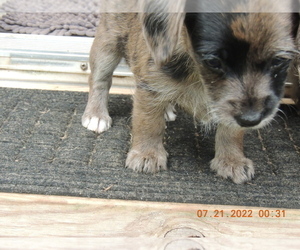 YorkiePoo Puppy for sale in GAFFNEY, SC, USA