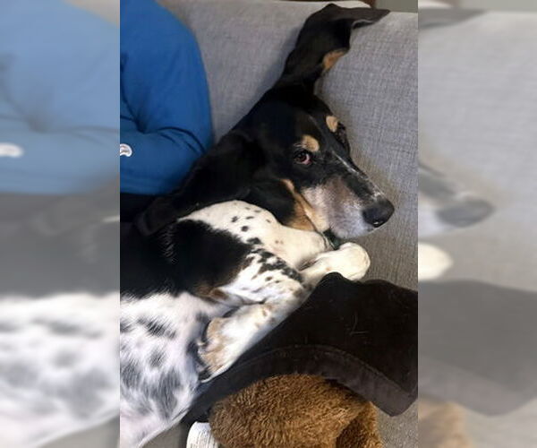 Medium Photo #8 Basset Hound Puppy For Sale in Deepwater, NJ, USA