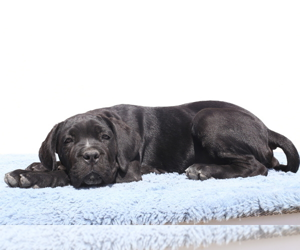 Medium Photo #7 Cane Corso Puppy For Sale in Potoceni, Buzau, Romainia