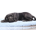 Small #6 Cane Corso