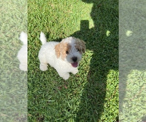 YorkiePoo Puppy for sale in LAKE CITY, FL, USA