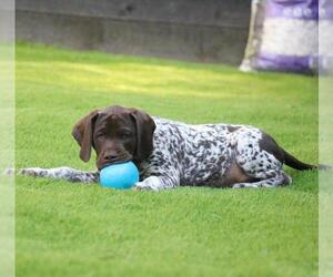 German Shorthaired Pointer Puppy for sale in SAINT LOUIS, MO, USA