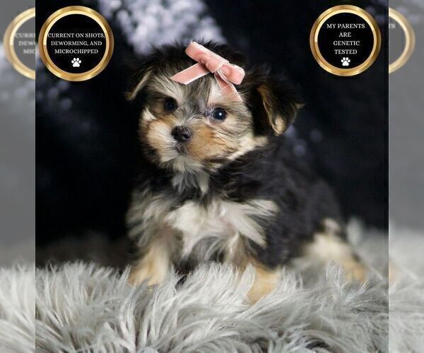Medium Photo #1 Morkie Puppy For Sale in WARSAW, IN, USA