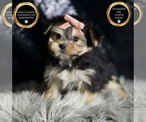 Medium Morkie