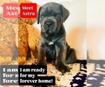 Puppy Astra Cane Corso