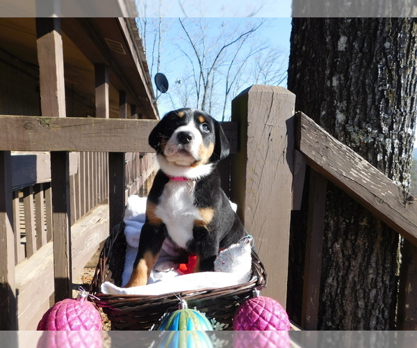 Medium Photo #5 Greater Swiss Mountain Dog Puppy For Sale in CLINTON, AR, USA