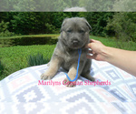 Small #1 German Shepherd Dog