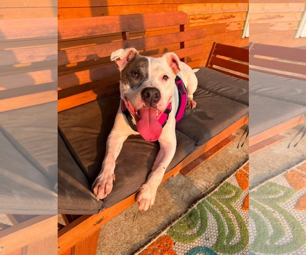 Medium Photo #2 American Pit Bull Terrier-Unknown Mix Puppy For Sale in Germantown, OH, USA