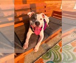 Small #1 American Pit Bull Terrier Mix