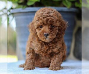 Goldendoodle (Miniature) Puppy for sale in EAST EARL, PA, USA