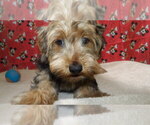 Puppy Milo Yorkshire Terrier