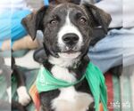 Small #5 Plott Hound Mix