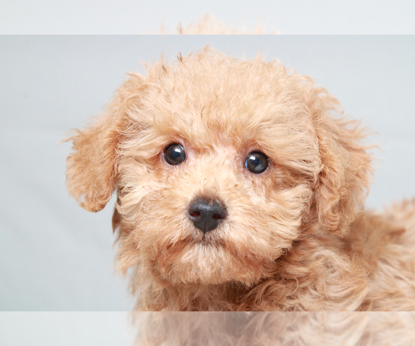 Medium Photo #3 YorkiePoo Puppy For Sale in MARIETTA, GA, USA