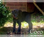 Small Photo #1 Labradoodle Puppy For Sale in HOGANSVILLE, GA, USA
