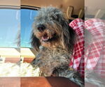 Small #2 Poodle (Standard) Mix